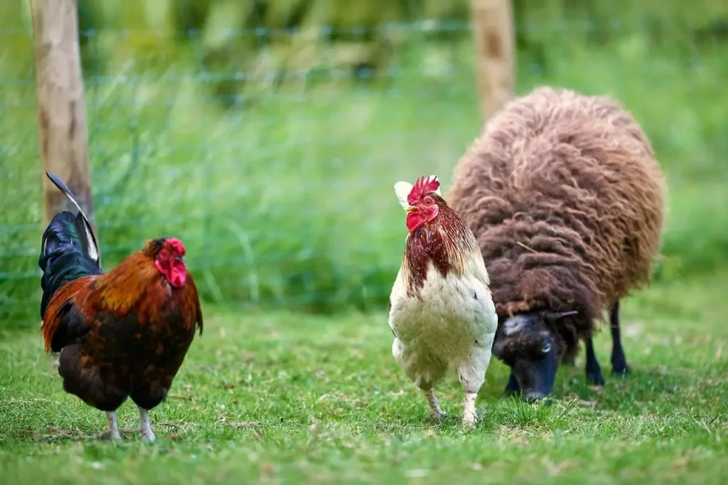 Zoolojinin inceleme alanı: böcekten memeliye hayvan çeşitliliği