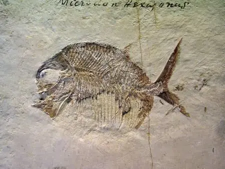 Balık fosili