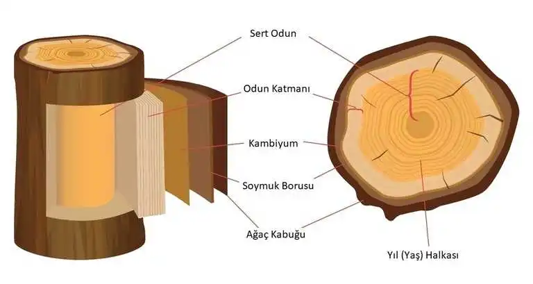 Ağaç gövdesinin anatomisi