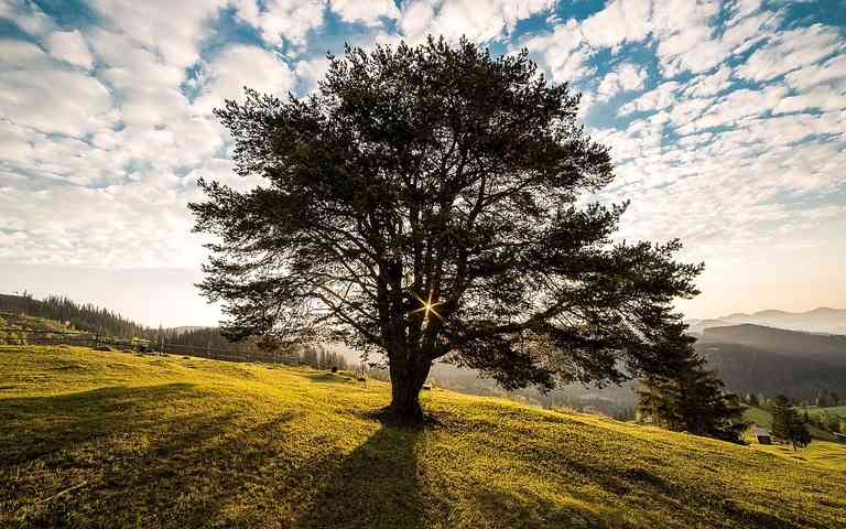 Ağaç Nedir? Ağacın Yapısı ve Ağaç Türleri