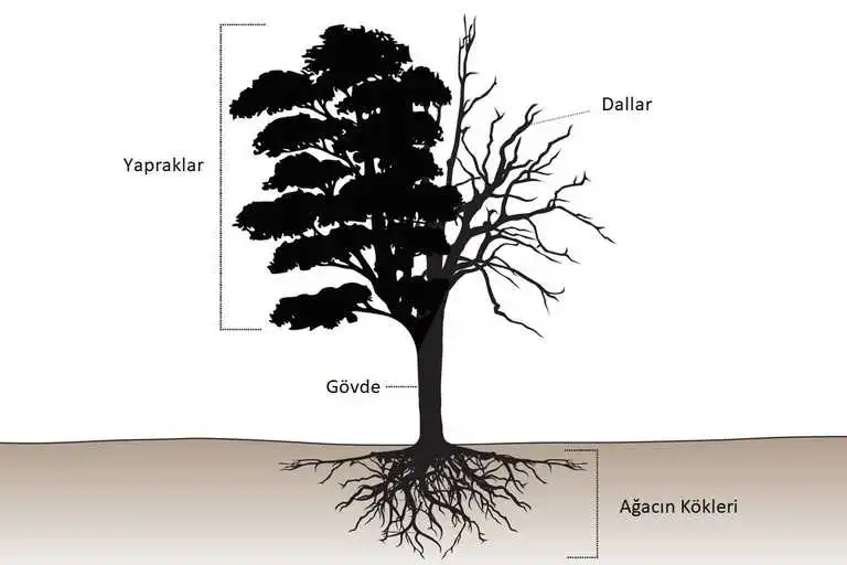 Ağacın bölümleri