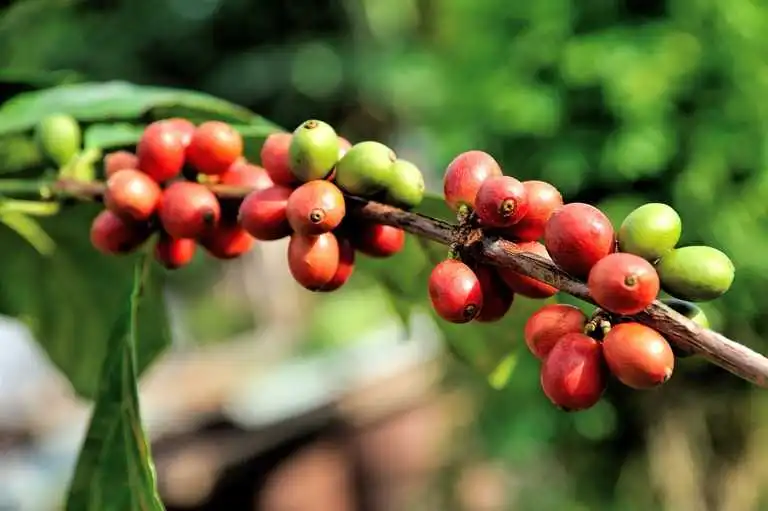 Coffea (Kahve) ağacının meyvesinin içinde 2 adet kahve çekirdeği bulunur
