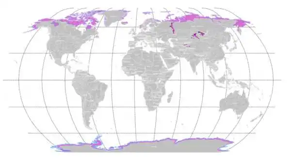 Dünya üzerindeki Tundra bölgeleri (renkli alanlar)