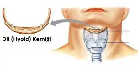 Dil (hyoid) kemiği: Dil kemiğinin doğrudan bir kemik eklemi yoktur