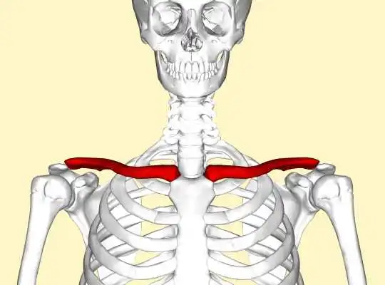 Köprücük kemiği: İnsan vücudunda yatay duran tek uzun kemik