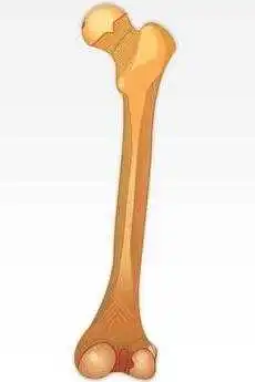 Uyluk kemiği: İnsan vücudundaki en güçlü ve en uzun kemik