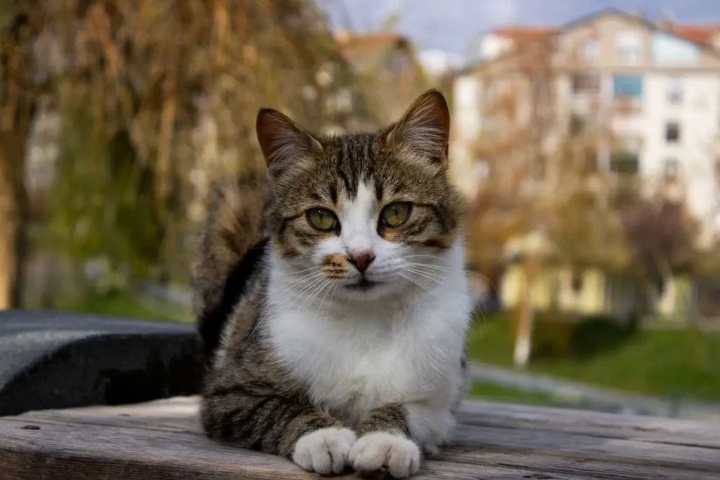 Dünya Kedi Günü