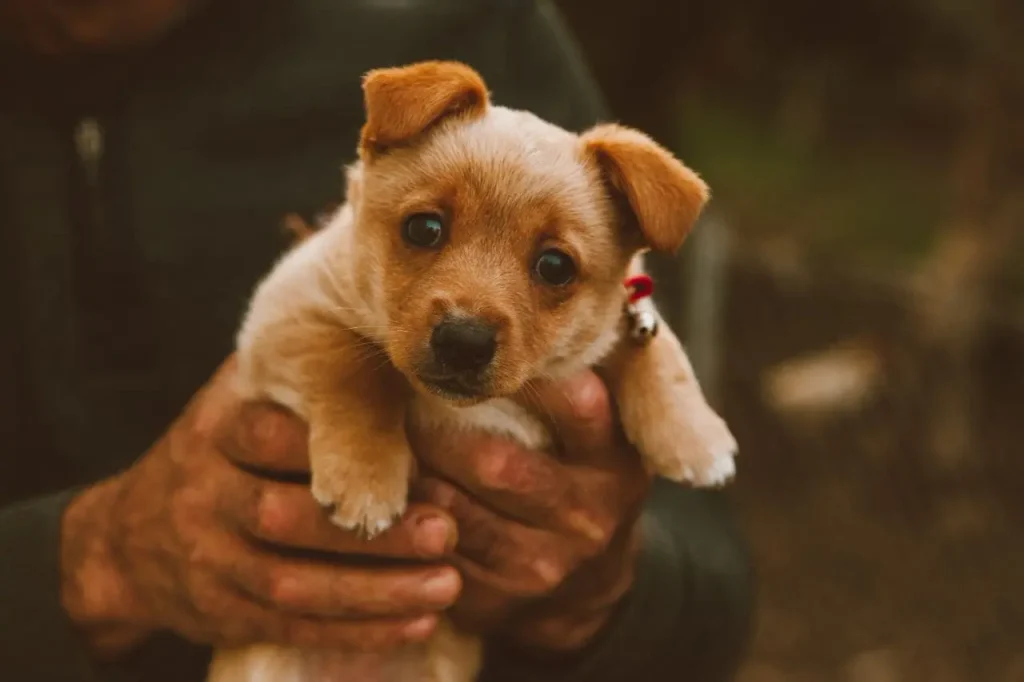 Barınakta sahiplenilmeyi bekleyen yavru bir köpek